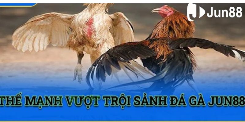 Các lưu ý cần nhớ để chơi đá gà Thomo hiệu quả nhất Các lưu ý cần nhớ để chơi đá gà Thomo hiệu quả nhất