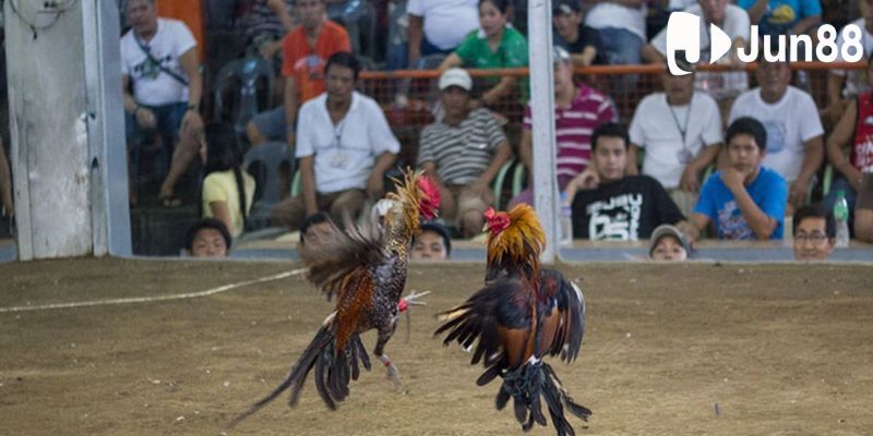 Hình thức giải trí đá gà trực tiếp cực hot Hình thức giải trí đá gà trực tiếp cực hot