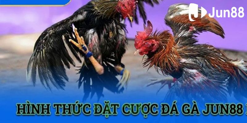 Hướng dẫn chơi cá cược đá gà Thomo tại nhà cái Jun88 Hướng dẫn chơi cá cược đá gà Thomo tại nhà cái Jun88