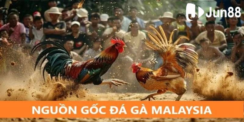 Loại hình đá gà Malaysia phổ biến tại Jun88 Loại hình đá gà Malaysia phổ biến tại Jun88