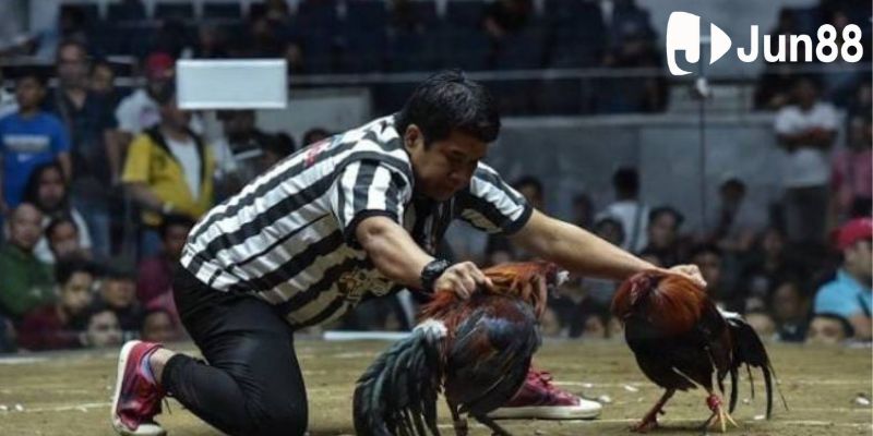 Loại hình trực tiếp đá gà siêu cuốn hiện nay Loại hình trực tiếp đá gà siêu cuốn hiện nay