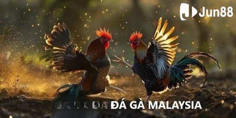 Luật quy định trong đá gà malaysia thế nào? Luật quy định trong đá gà malaysia thế nào?