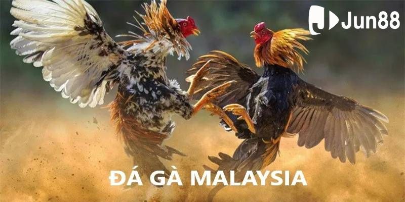 Quy định về chiến kê khi tham gia thi đấu tại Jun88 Quy định về chiến kê khi tham gia thi đấu tại Jun88