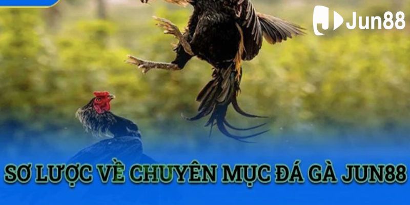 Thông tin cơ bản cần biết về đá gà Thomo tại Jun88 Thông tin cơ bản cần biết về đá gà Thomo tại Jun88