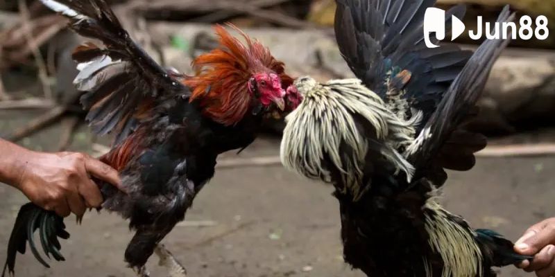 Tỷ lệ thưởng trực tiếp đá gà hàng tỷ đồng Tỷ lệ thưởng trực tiếp đá gà hàng tỷ đồng